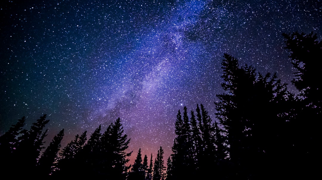 Worm's eye view of trees during night time