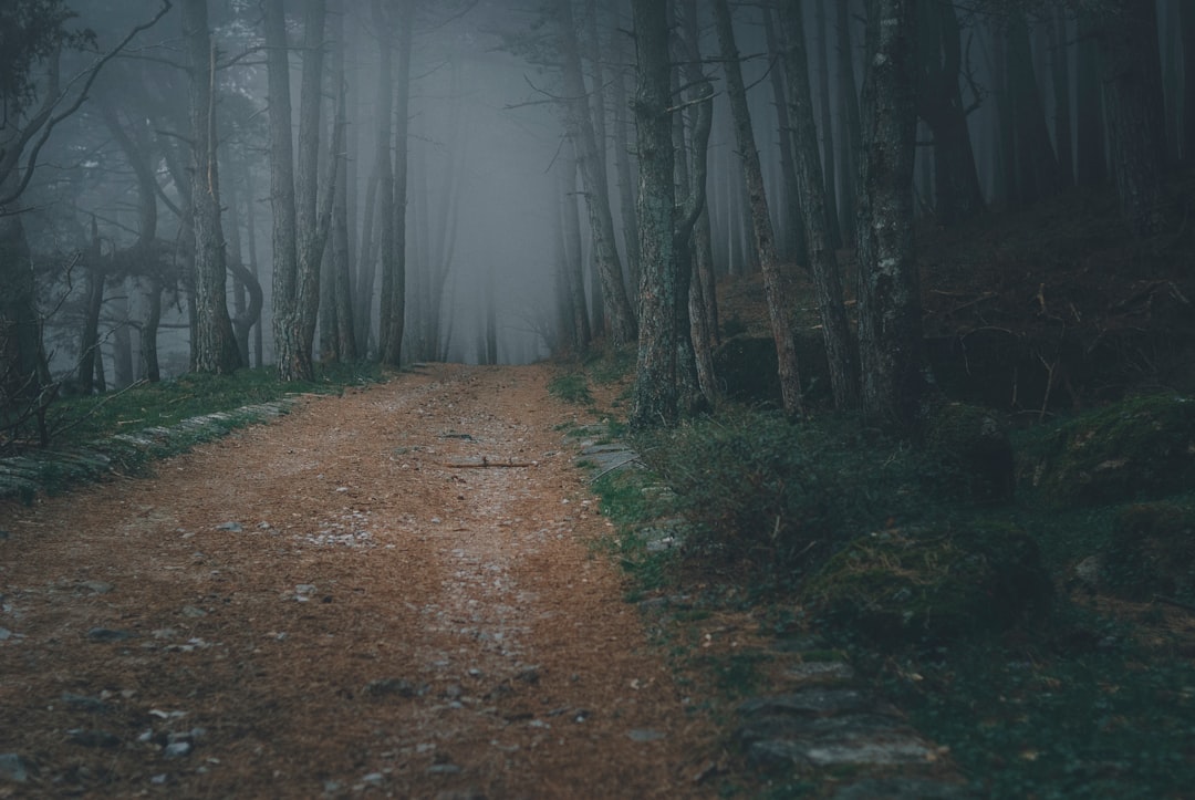 Brown dirt road between trees