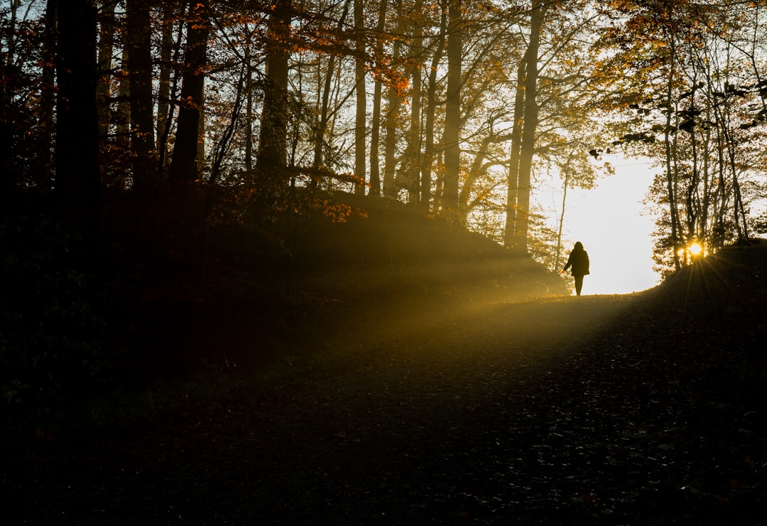 Silhouette of person walking on pathway between trees during daytime