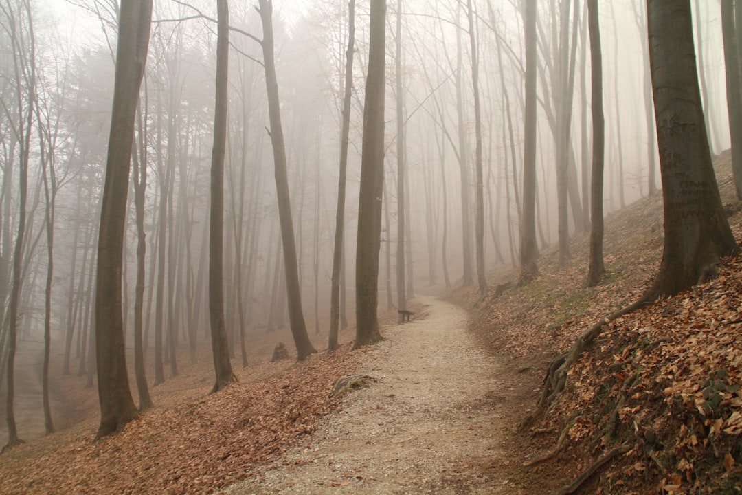 A foggy path in the woods with trees