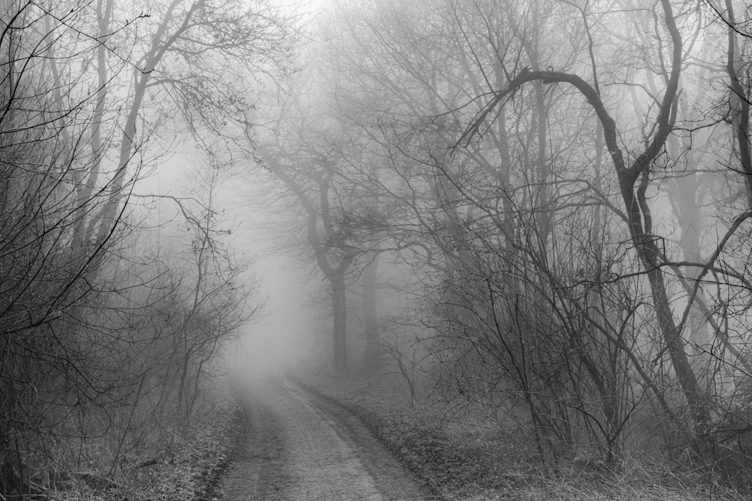 Grayscale photo of trees and road