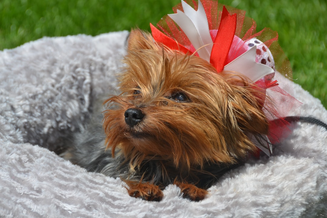 Brown and black yorkshire terrier puppy on white textile